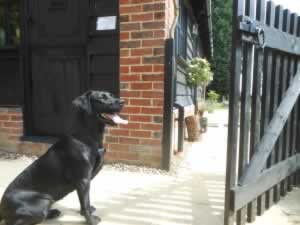 A dog at Dog friendly cottages suffolk