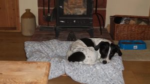 Archie the dog at our dog friendly holiday cottages in Suffolk