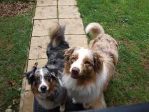 Bonnie & Clyde at our dog-friendly holiday cottages in Suffolk