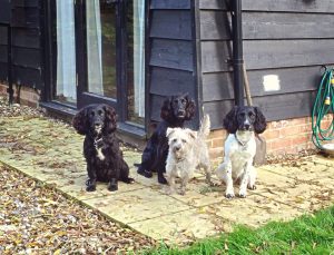 Dogs at our holiday cottages in Suffolk