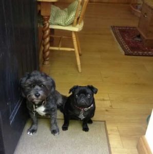Freddy and Frankie at our dog friendly holiday cottages in Suffolk