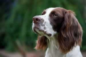 Burt - a regular guest at of our luxury dog-friendly holiday cottages in Suffolk