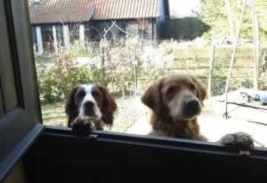 Burt & Tyler - regular guests at our luxury dog-friendly holiday cottages in Suffolk