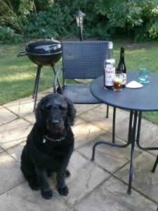 Murphy again - a guest at our luxury dog-friendly holiday cottages in Suffolk