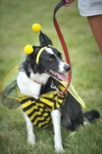 Doggy fancy dress at Suffolk Dog Day round the corner from our Suffolk Holiday Cottages