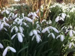 Snowdrops at Anglesey Abbey - A superb day out from our romantic self-catering Suffolk Holiday Cottages
