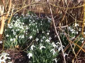 Snowdrops at Anglesey Abbey - A superb day out from Woodfarm Barns, Suffolk Holiday Cottages