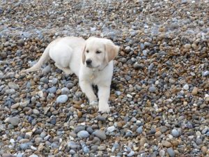 Alice as a puppy on her first visit to our Suffolk holiday cottages