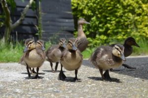 Ducklings at our suffolk holiday cottages