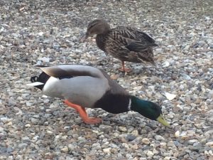 Ducks at our luxury holiday cottages in Suffolk