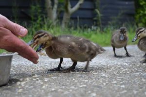 Feeding the ducks at our suffolk holiday cottages