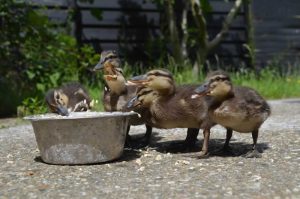 Feeding time at our suffolk holiday cottages