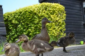 Mama duck at our suffolk holiday cottages