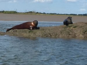 Seal pups on the River Deben