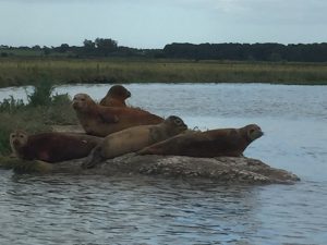 Seal family on the river Deben