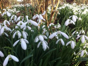 snowdrops at Anglesey Abbey