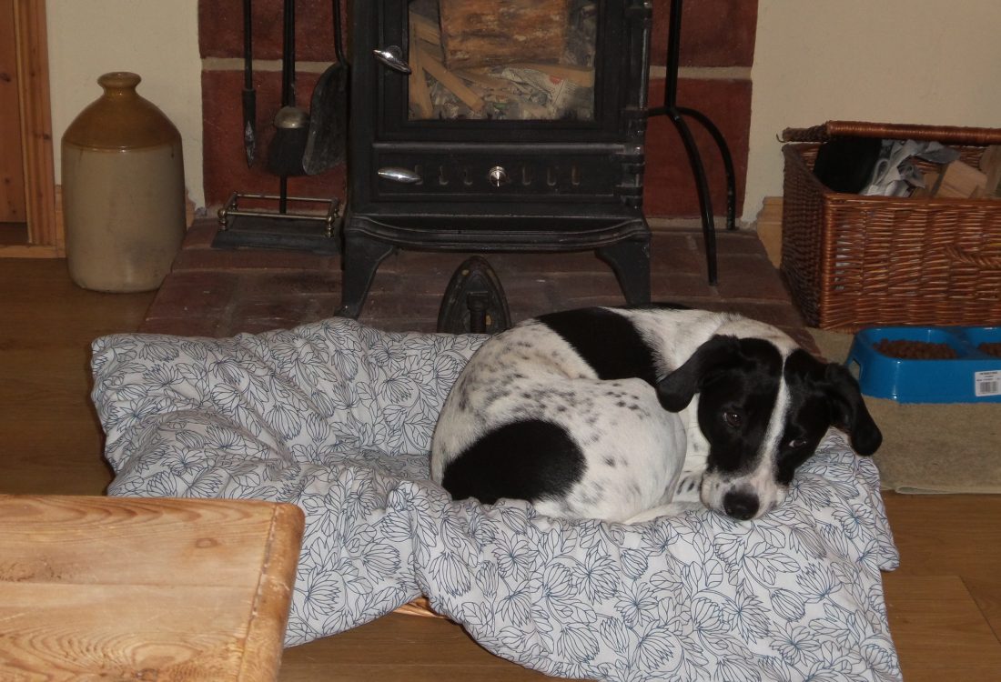 Archie at our dog friendly holiday cottages in Suffolk