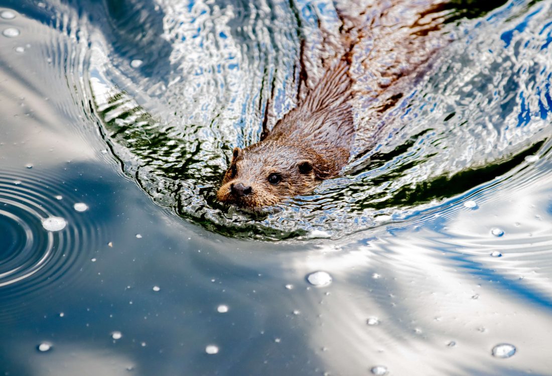 Otter swimming in river