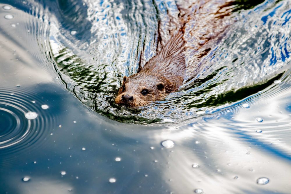 Otter swimming in river