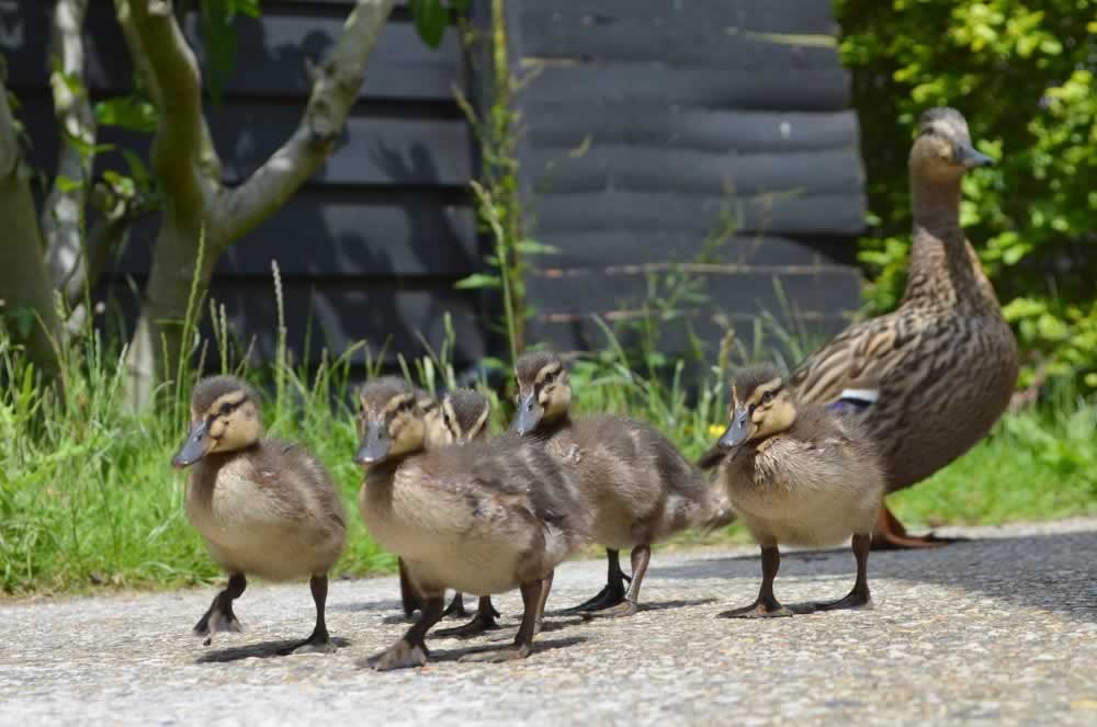 Reservoir ducks at our suffolk holiday cottages