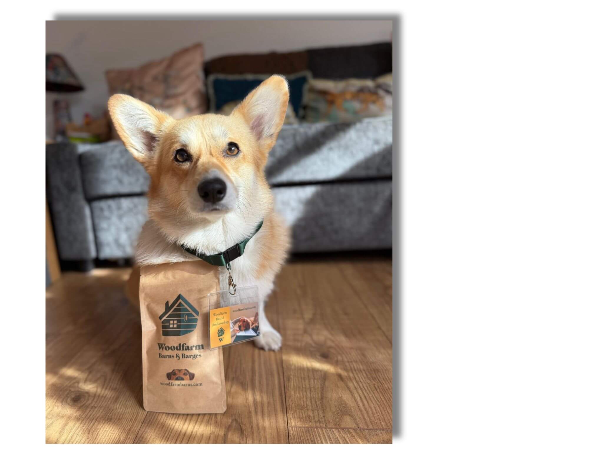 Meet the Woodfarm Brand Ambassadogs