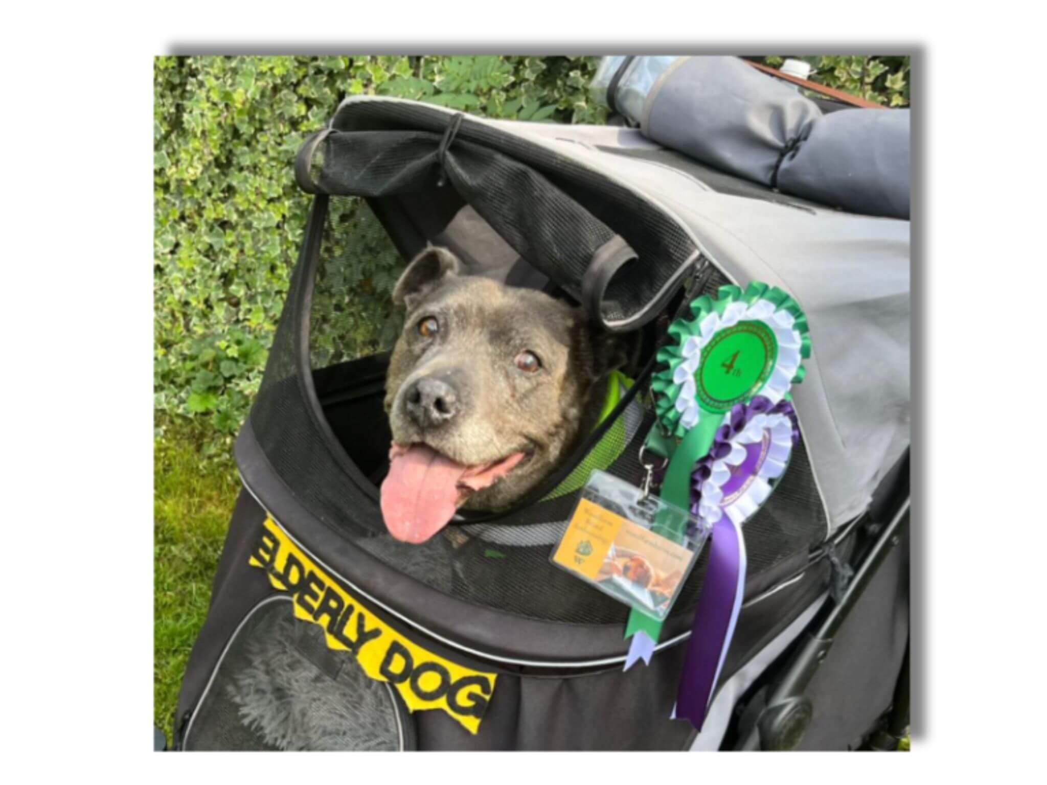 Meet the Woodfarm Brand Ambassadogs