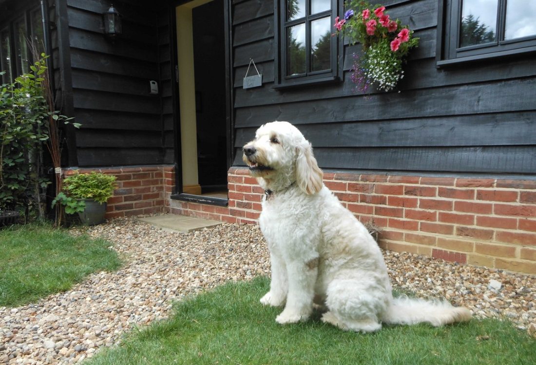 Barney at our dog friendly holiday cottages in Suffolk