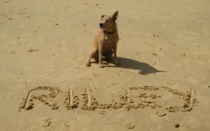 Dog-friendly Suffolk beaches