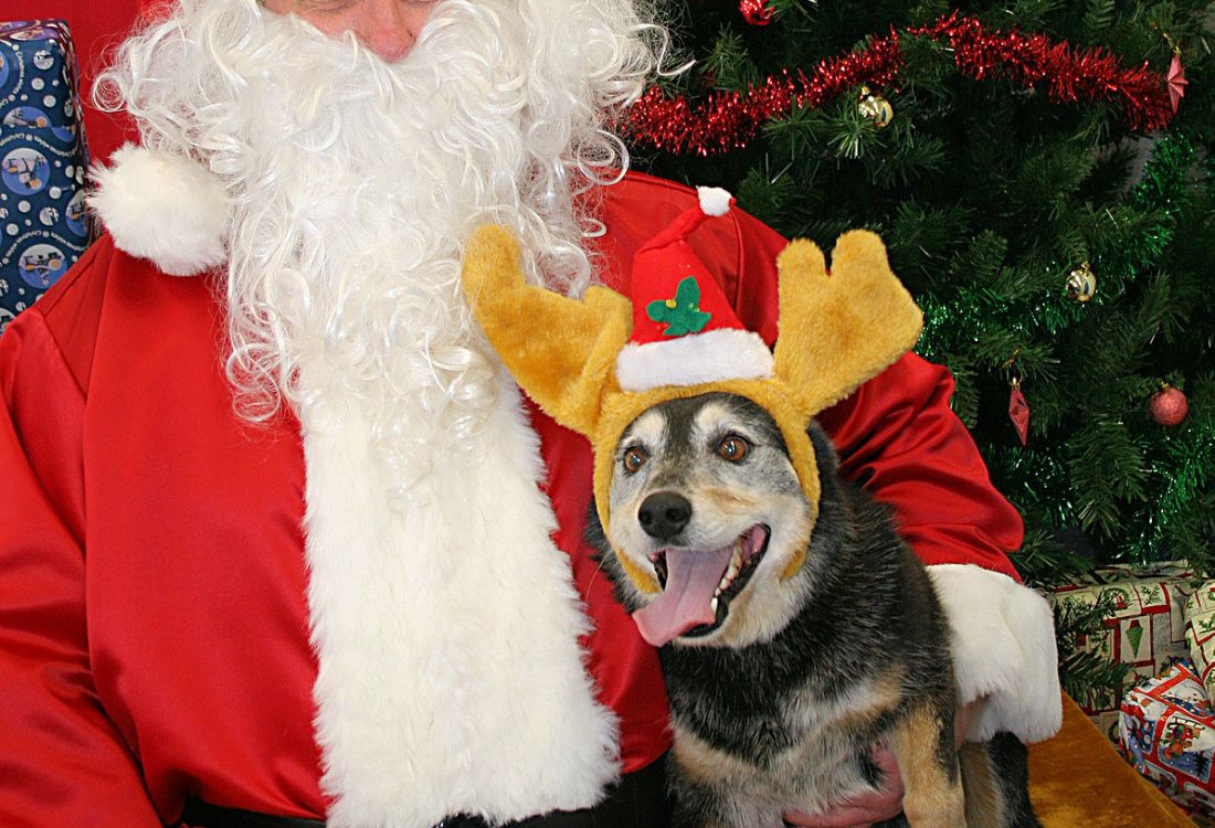 A very happy dog with Santa