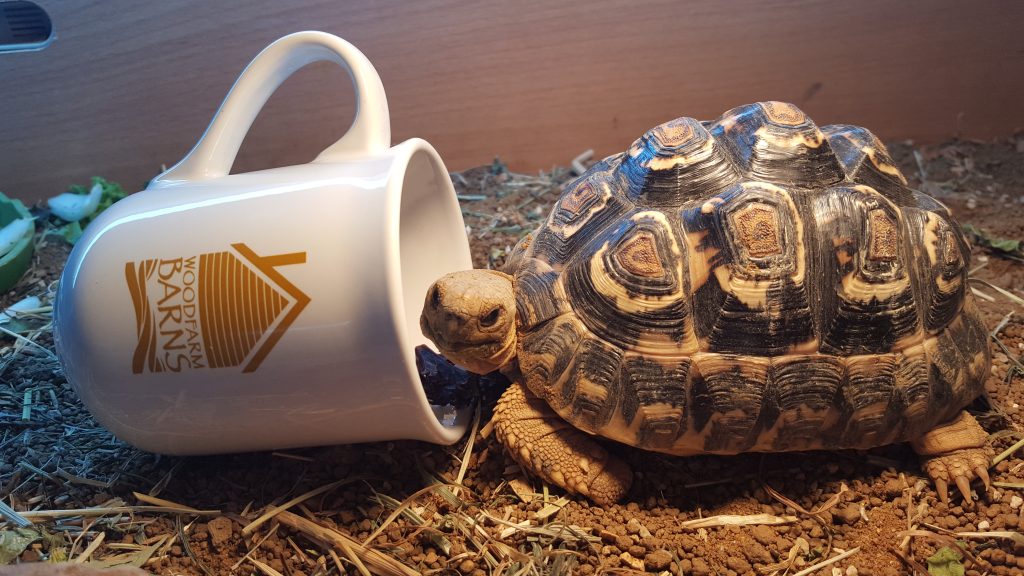 Mug Shot with Sarah's tortoise