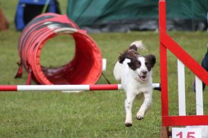 Fen, the Woodfarm Dog Agility champ