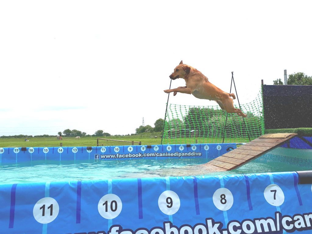 Dog Swimming pool in Suffolk
