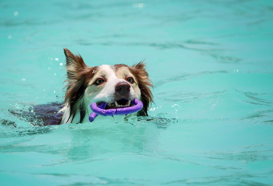 Dog swimming with toy