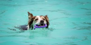 Dog swimming with toy