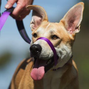 Dog Collar experts Canny Collar