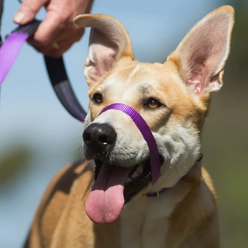 dog with canny collar