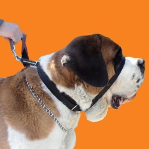 The Canny Dog Collar in all sizes