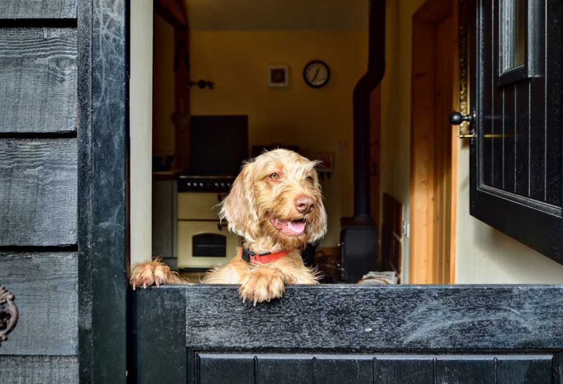 dog in a holiday cottage