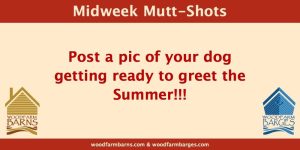 Midweek Mutt-Shot