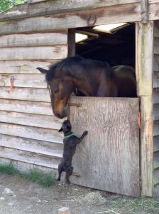 Dog jumping to greet a horse