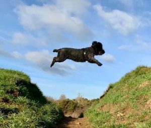 Dog jumping to a grass verge