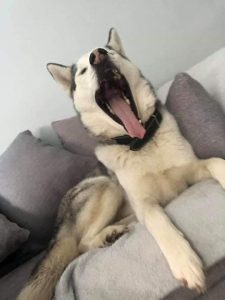 Husky dog yawning