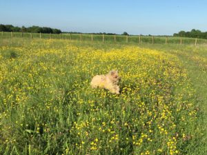 Dogs of all shapes and sizes have fun in our meadow