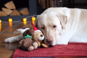 A dog with Christmas toys