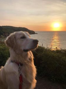 Dog in front of a sunset