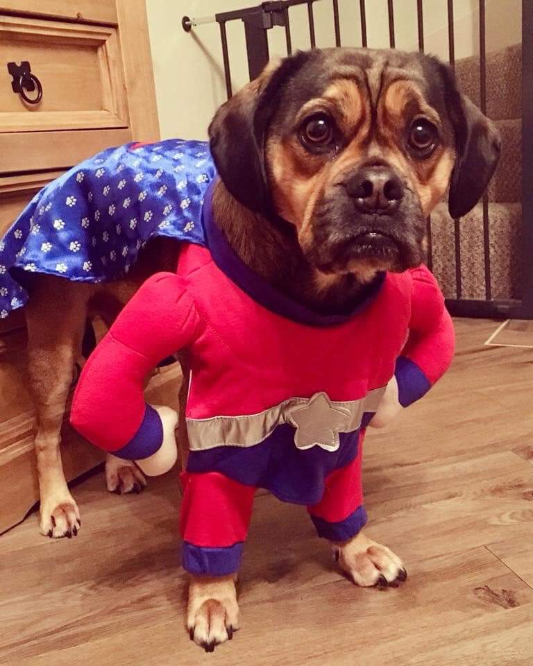 Dog in a superhero costume