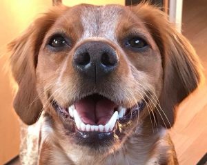 Dog smiling at camera