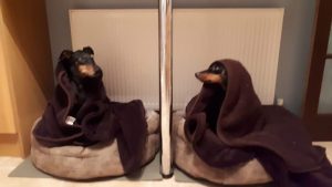 Two Daschunds in blankets