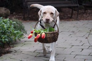 A Labrador dog carrying a basket of flowers