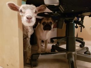 Dog and a lamb hiding under a desk